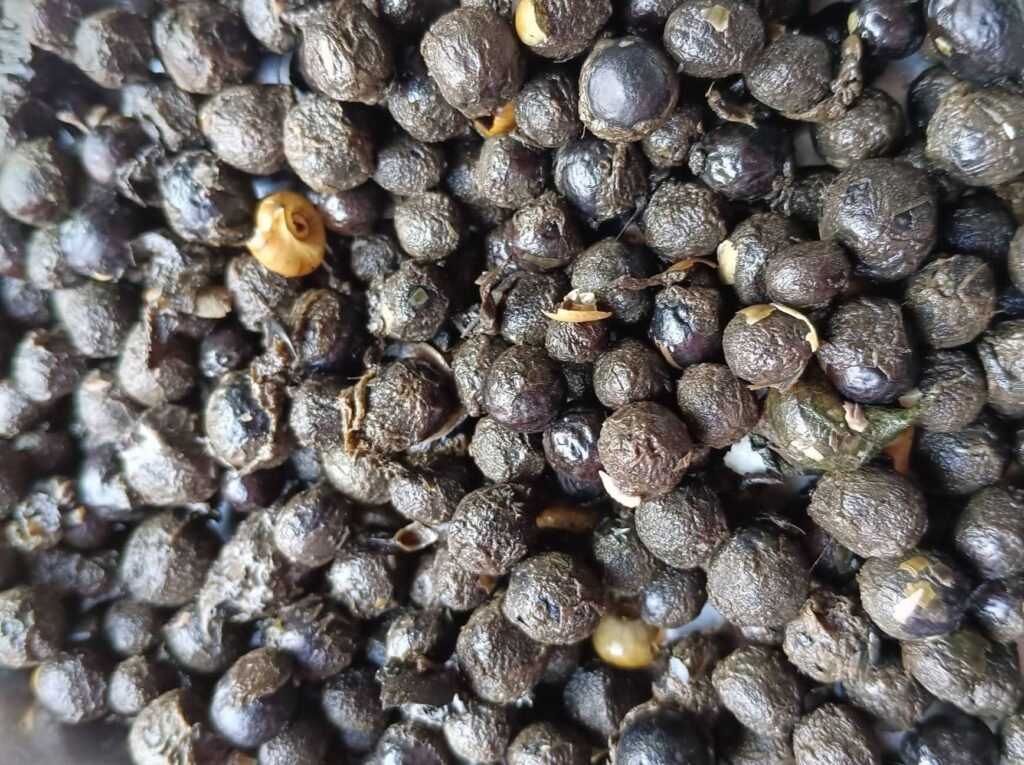 makhana seeds